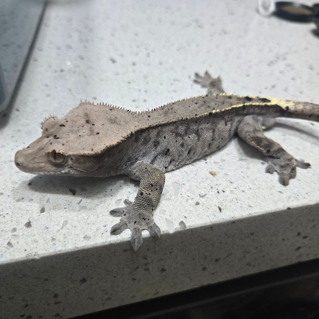 카푸치노 달마시안 다크