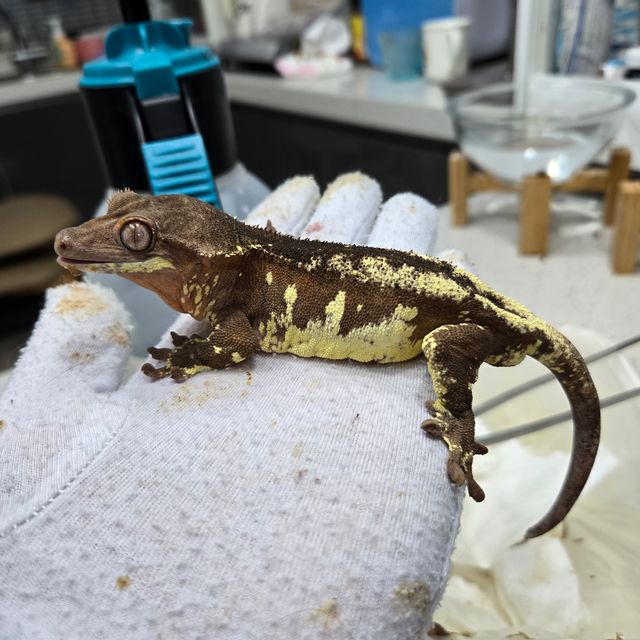 릴리 세이블 팬텀