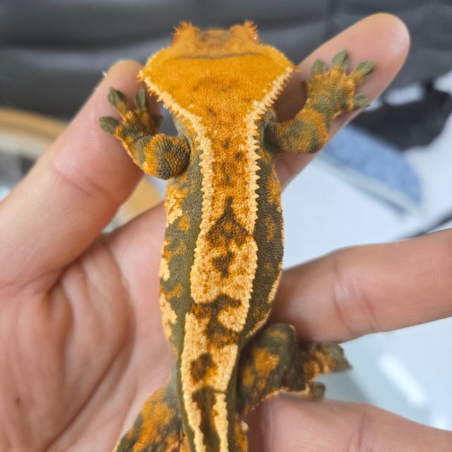 텐저린 익스트림할리퀸