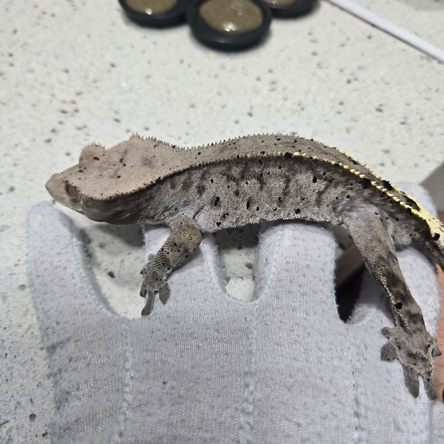 카푸치노 달마시안 다크