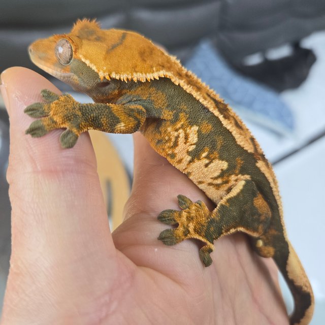 텐저린 익스트림할리퀸