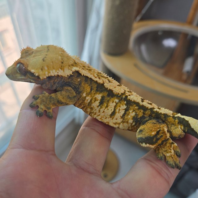 텐저린 익스트림할리퀸