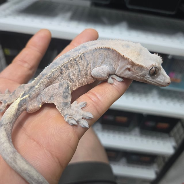 카푸치노 타이거 레드