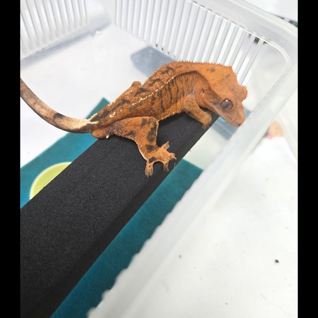 카푸치노 타이거 레드