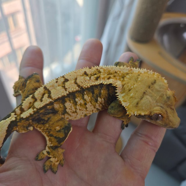 텐저린 익스트림할리퀸