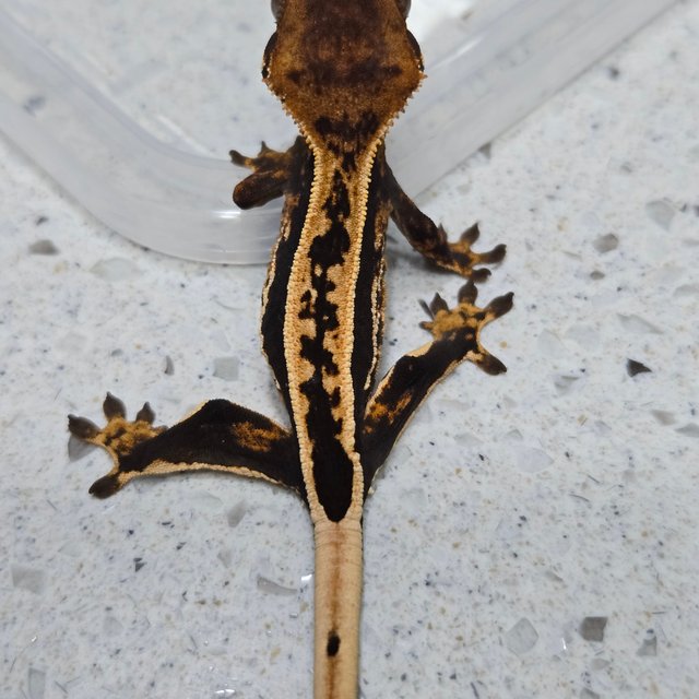 엠티백 풀핀 다크 화이트