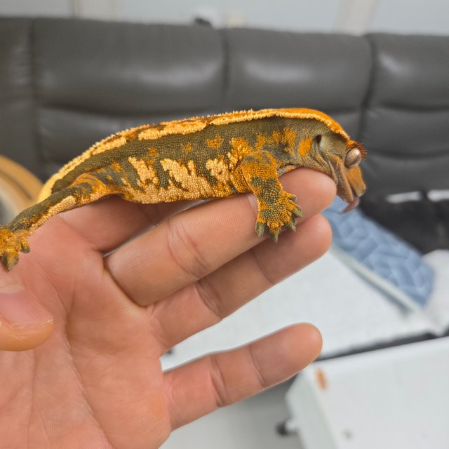 텐저린 익스트림할리퀸