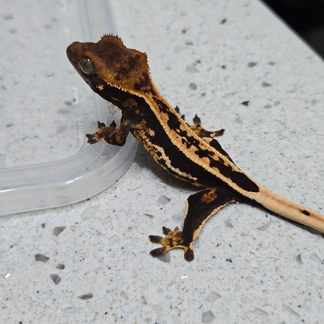 엠티백 풀핀 다크 화이트