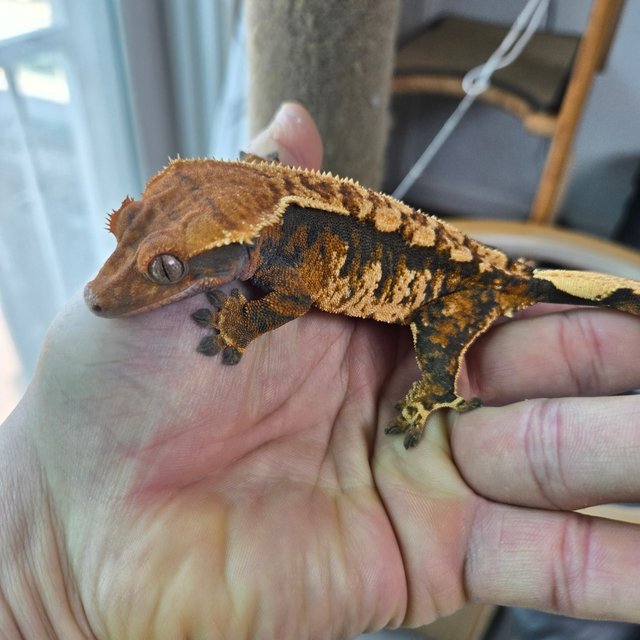 텐저린 익스트림할리퀸