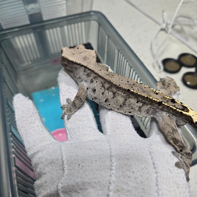 카푸치노 달마시안 다크