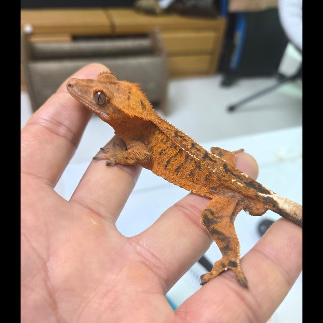 카푸치노 타이거 레드