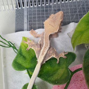 100%헷아잔틱 릴리100%헷아잔틱