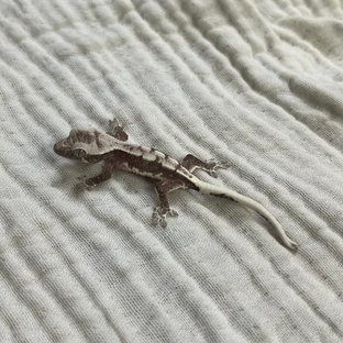 릴잔틱