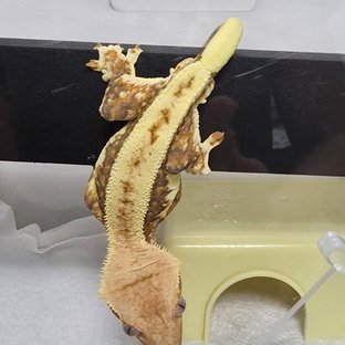 릴리화이트 풀핀 드리피