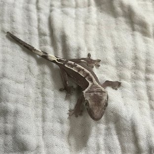 아잔틱