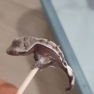 아잔틱