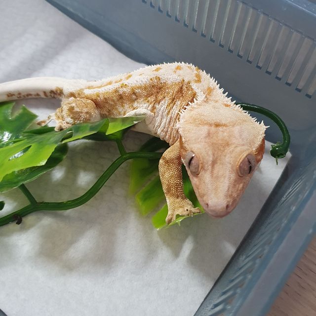 100%헷아잔틱 릴리100%헷아잔틱