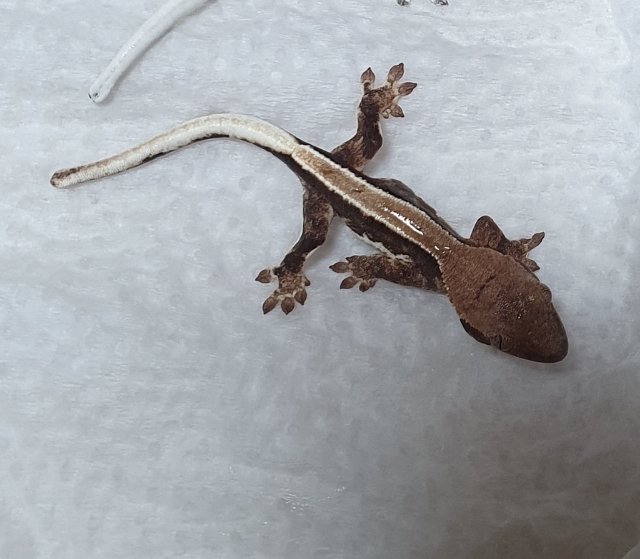 100%헷아잔틱 릴리100%헷아잔틱