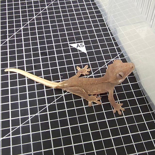 릴리100%헷아잔틱