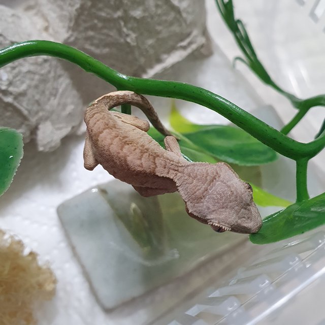 100%헷아잔틱 팬텀