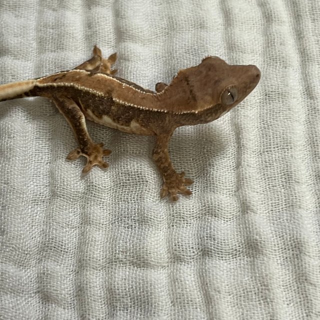 릴리100%헷아잔틱