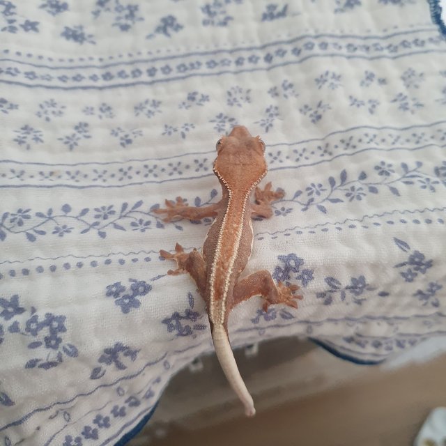 100%헷아잔틱 릴리100%헷아잔틱