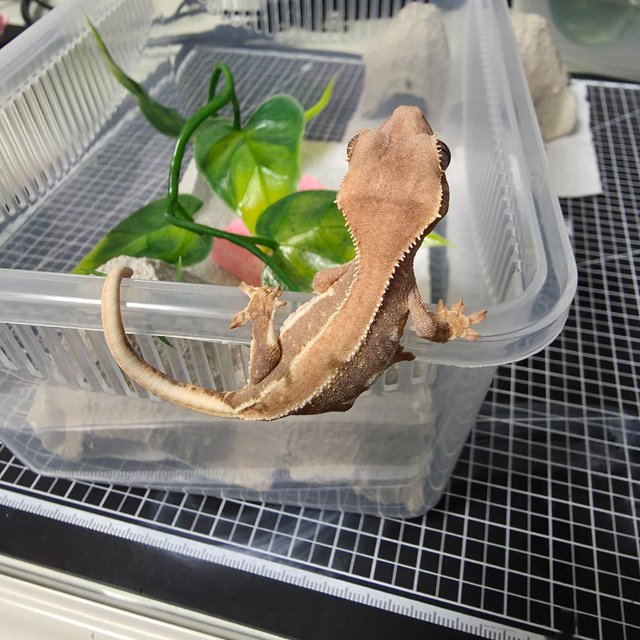 릴리100%헷아잔틱