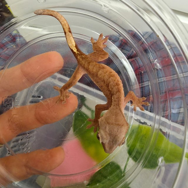 100%헷아잔틱 팬텀