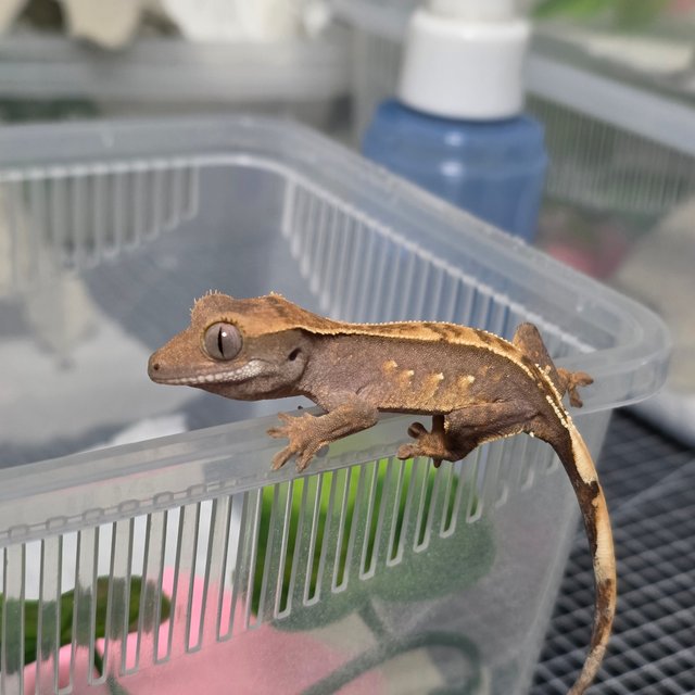 100%헷아잔틱 노멀