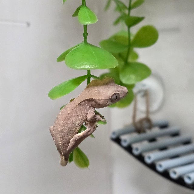 릴리100%헷아잔틱