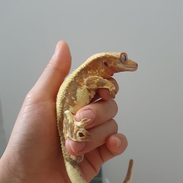 릴리화이트 풀핀 드리피