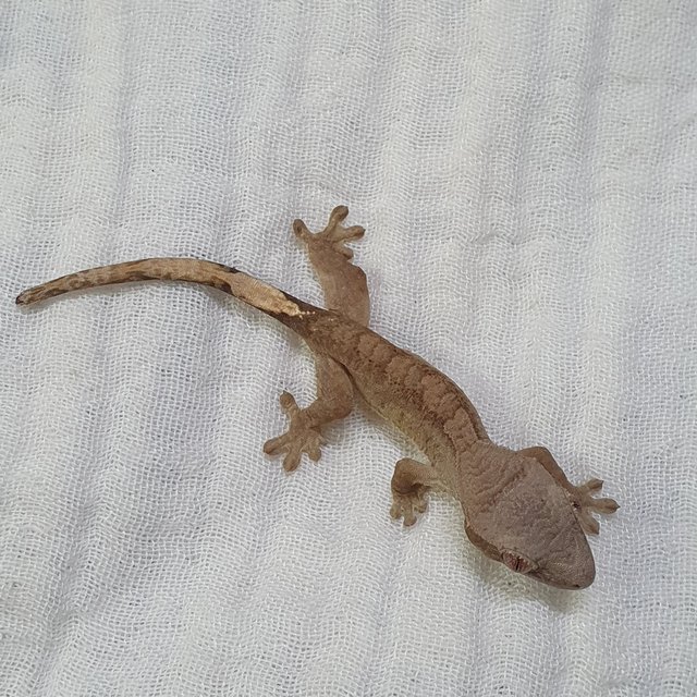 100%헷아잔틱 팬텀