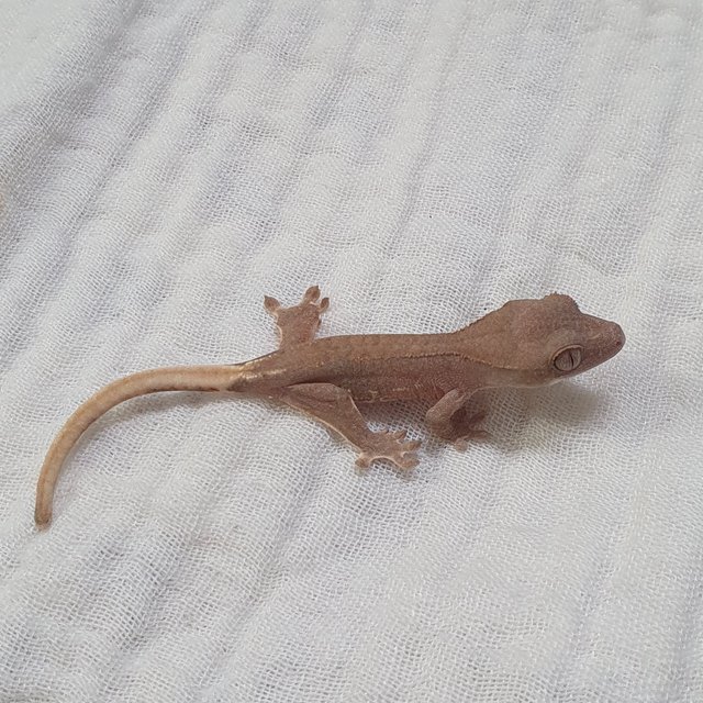 릴리100%헷아잔틱