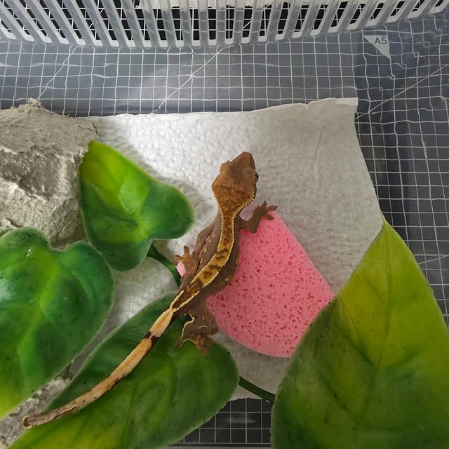 100%헷아잔틱 노멀