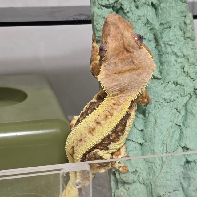 릴리화이트 풀핀 드리피