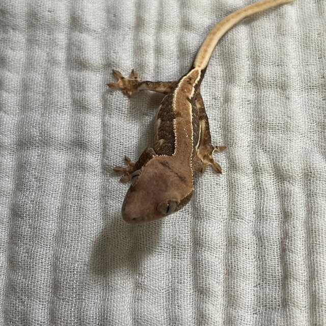 릴리100%헷아잔틱