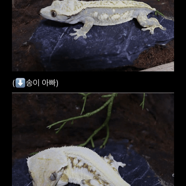 릴리화이트 풀핀 드리피