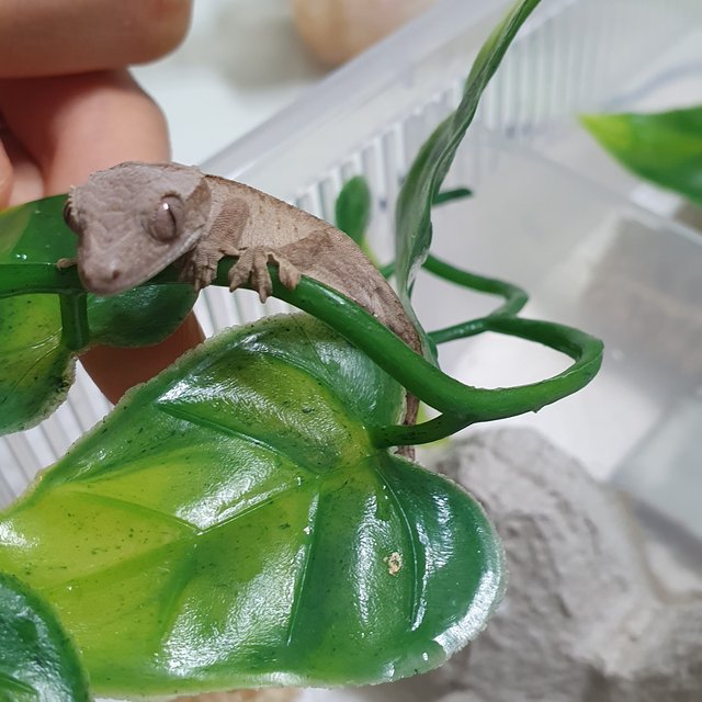 100%헷아잔틱 팬텀