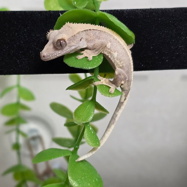 100%헷아잔틱 릴리100%헷아잔틱