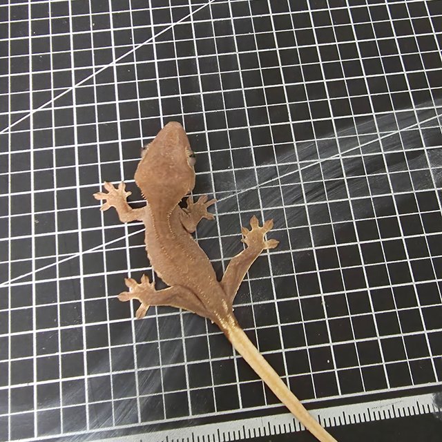 릴리100%헷아잔틱