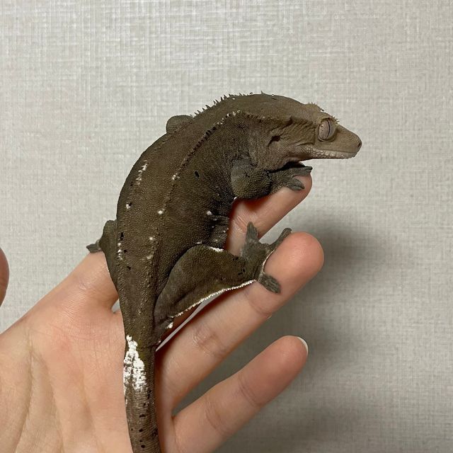 아잔틱