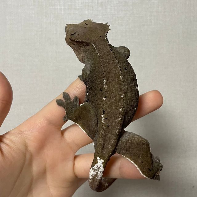 아잔틱