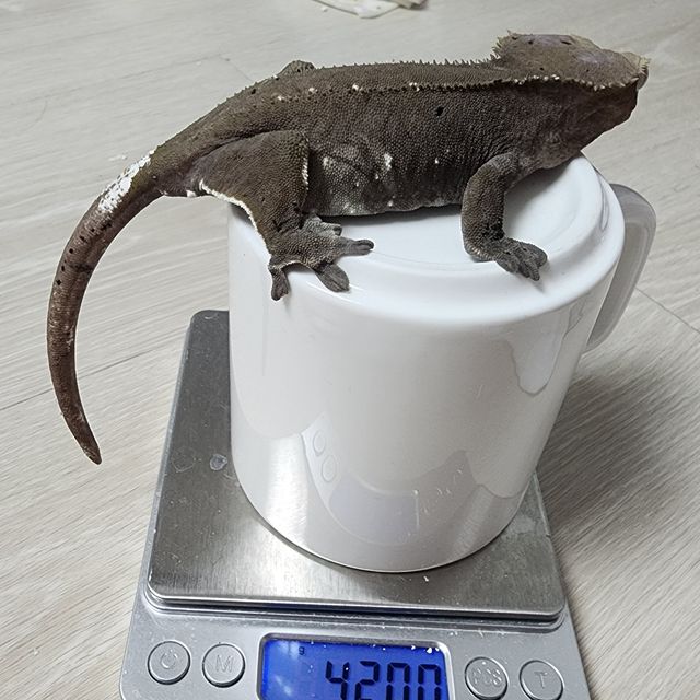 아잔틱