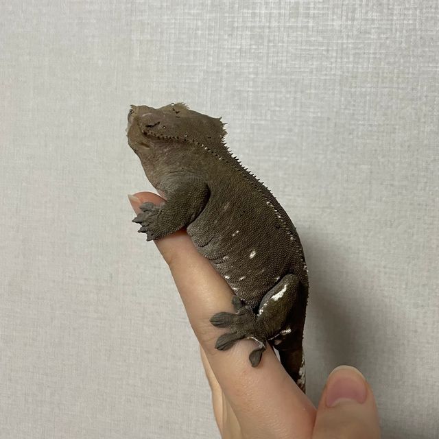 아잔틱