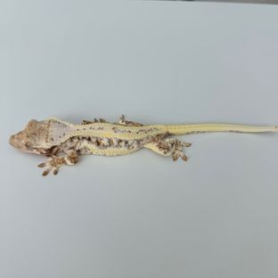 릴리화이트 트라이