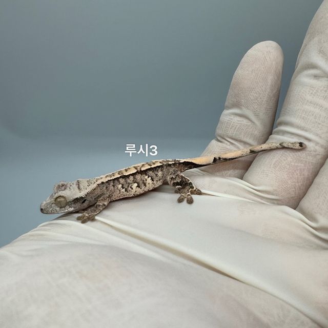 트라이 익스트림할리퀸