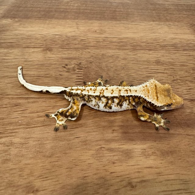 트라이 익스트림할리퀸