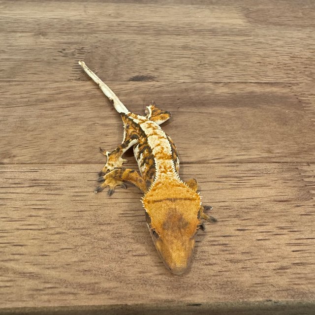 트라이 익스트림할리퀸