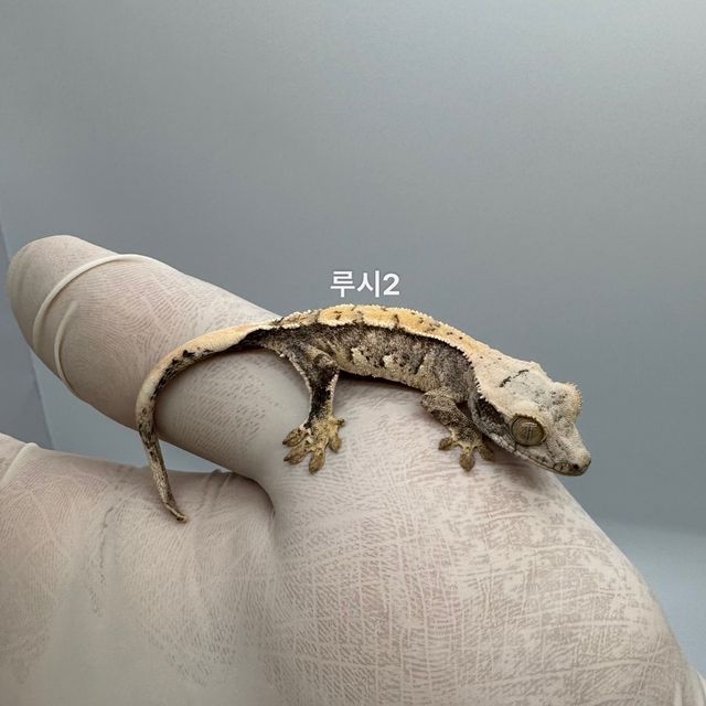 트라이 익스트림할리퀸