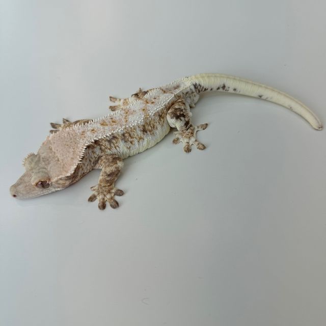 릴리화이트 트라이